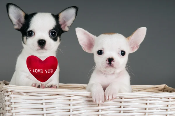 Two Chihuahua puppies. — Stock Photo, Image