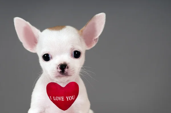 Chihuahua pup — Stockfoto