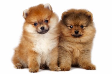 Pomeranian puppies clipart