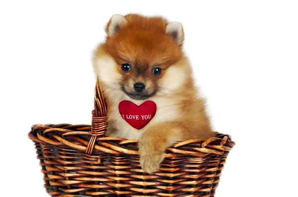 Pomerania cachorro — Foto de Stock