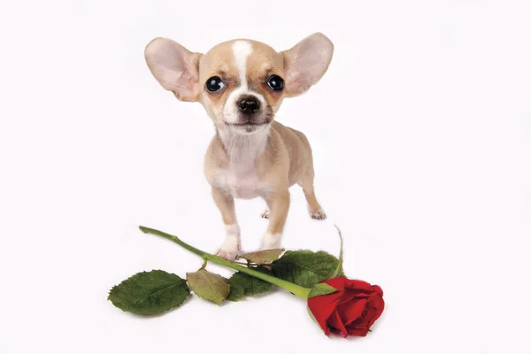 Puppy with rose — Stock Photo, Image