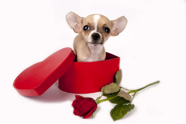Bonito cachorro Chihuahua . — Fotografia de Stock