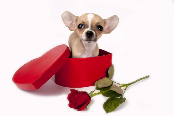 Cute chihuahua puppy. — Stock Photo, Image