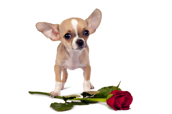 Cute chihuahua puppy. — Stock Photo, Image