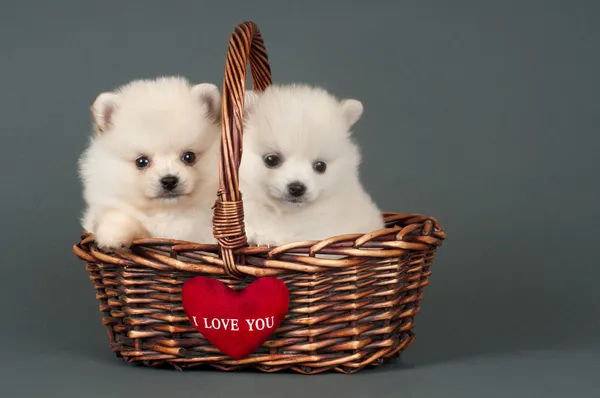 Pomeranya yavruları