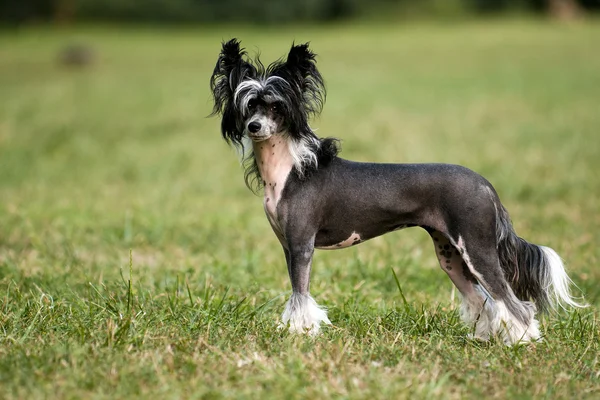 Chinês Cão Crested — Fotografia de Stock