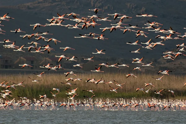 Un stol de Flamingos, în zbor . — Fotografie, imagine de stoc