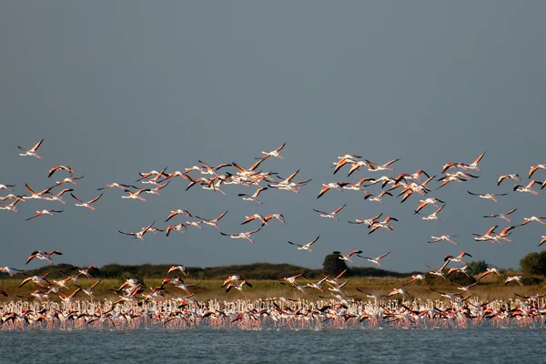 A flock of Flamingos, in flight. — Stock Photo, Image