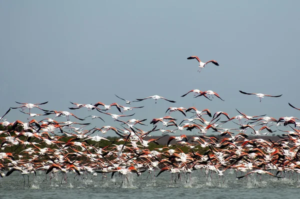 A flock of Flamingos, in flight. — Stock Photo, Image