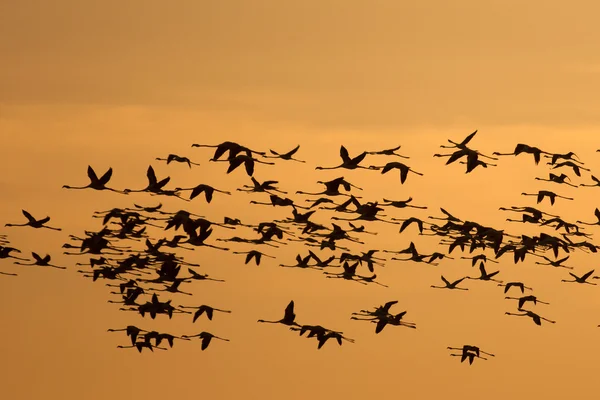 Flamingos — Stock Photo, Image