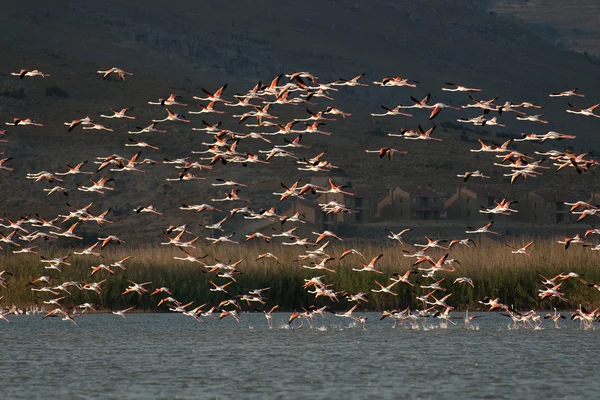 Flock of Flamingos, in flight. — Stock Photo, Image