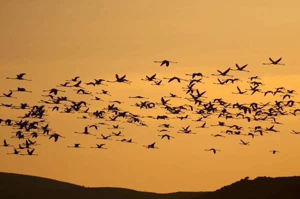 Flamingos — Stock fotografie