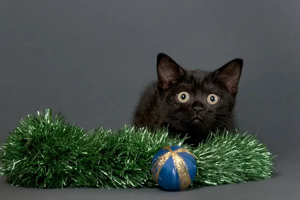 British Shorthair kitten — Stock Photo, Image