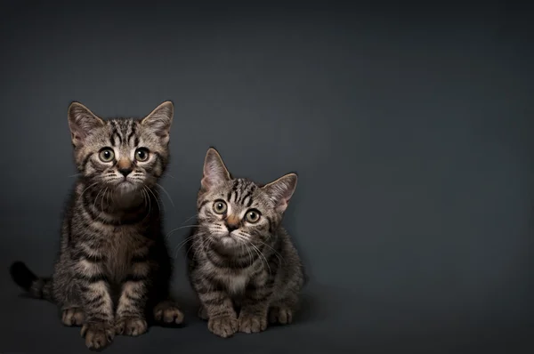 Engelsk Stenografien kattungar — Stockfoto