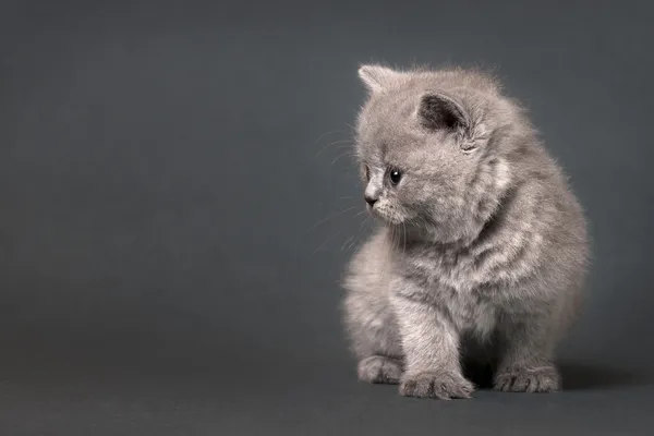 Britânico gatinho shorthair — Fotografia de Stock