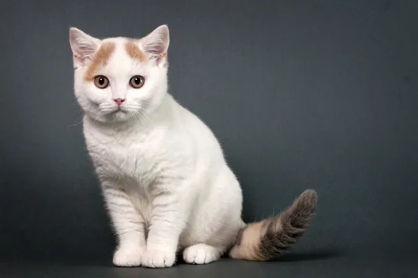 Brittisk korthår kattunge — Stockfoto