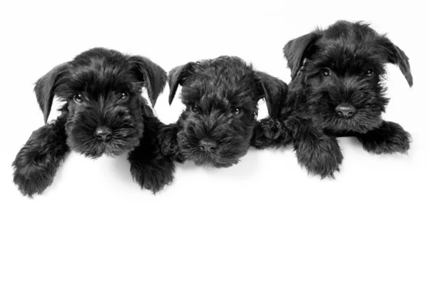 Cachorros Schnauzer miniatura Imagens Royalty-Free