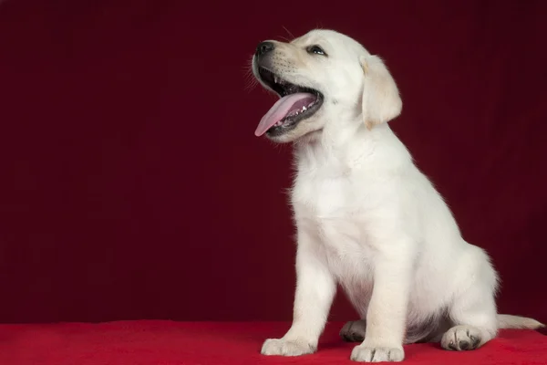 Valper labrador retriever – stockfoto