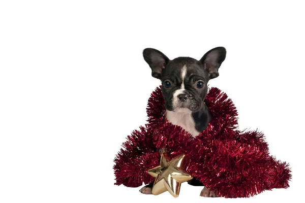 Kerstmis bulldog pup. — Stockfoto