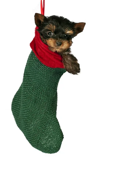 Vánoční Jorkšírský teriér štěně — Stock fotografie
