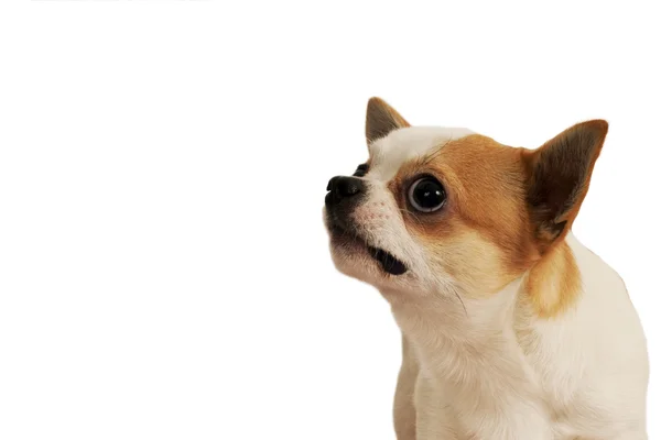 Chihuahua dog — Stock Photo, Image