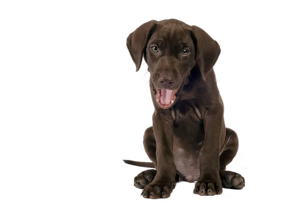 German shorthaired pointer — Stock Photo, Image