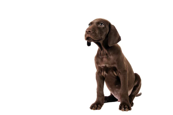 German shorthaired pointer — Stock Photo, Image