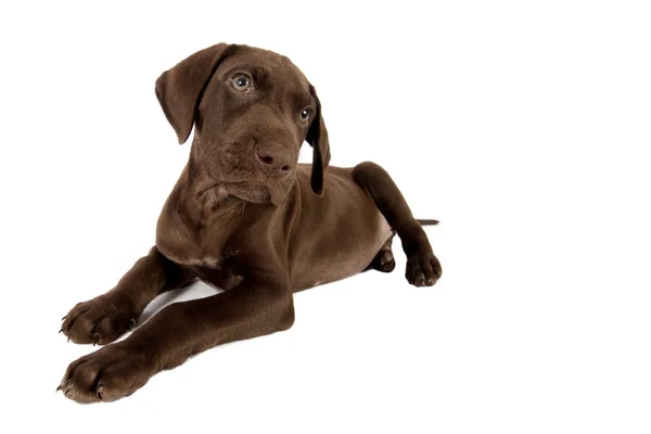 Chocolate Labrador Stock Photo C Eriklam 12878414