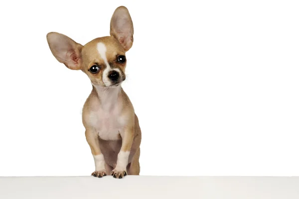 Filhote de cachorro Chihuahua engraçado — Fotografia de Stock