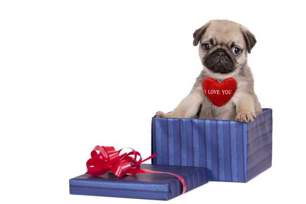 Puppy present — Stock Photo, Image