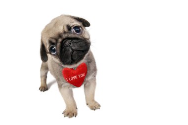Pug yavrusu