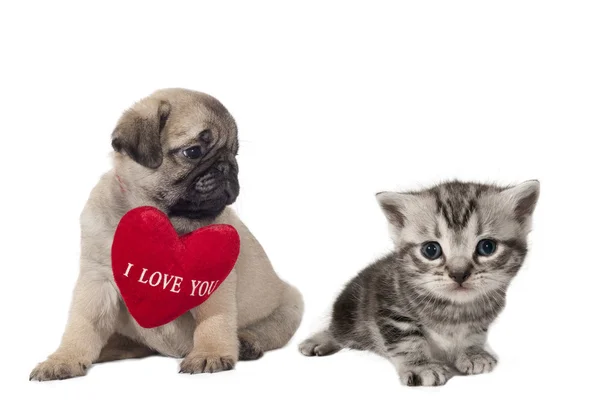 Puppy and kitten. — Stock Photo, Image