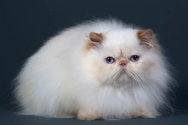 Порода персидских кошек — стоковое фото