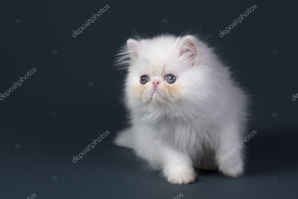 Persian Cat Breed Stock Photo By C Enduro Persian Cat Breed Stock Photo By C Enduro