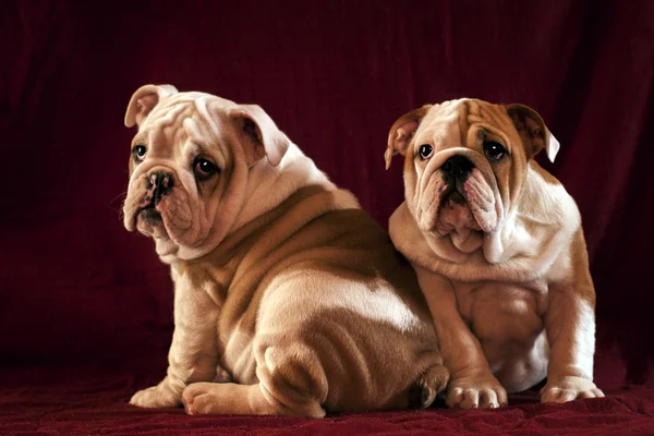 Bulldogs Inggris — Stok Foto