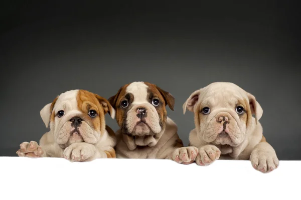 Engels bulldog pups — Stockfoto