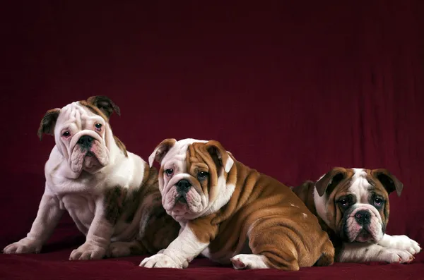 Bulldogs Inggris — Stok Foto