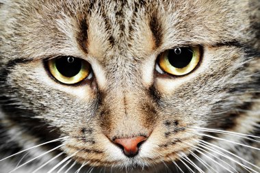 yakın çekim yeşil gözlü Avrupa kedi portresi