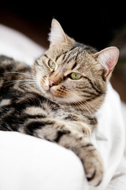 çok güzel genç Avrupalı kedi