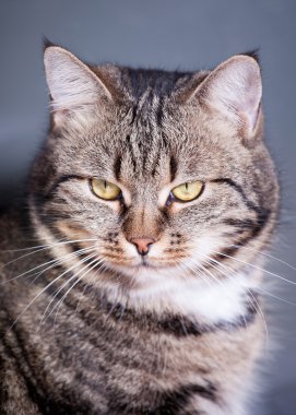 çok güzel genç Avrupalı kedi