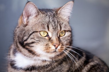 çok güzel genç Avrupalı kedi