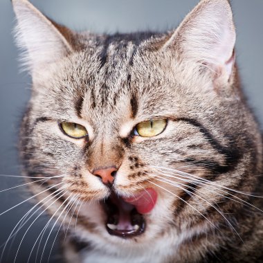 Avrupa kedi ön