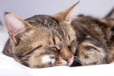 gri bir arka plan önünde yakın çekim Avrupa kedi