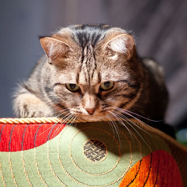 Bellissimo gatto europeo rilassante sul divano — Foto Stock
