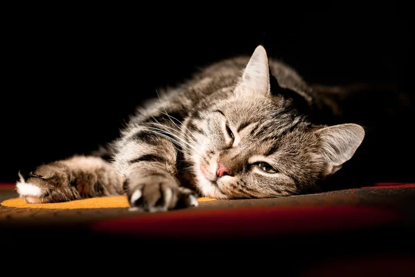 Beautiful European cat in front on a black background — Stock Photo, Image