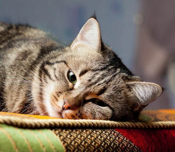 Mooie Europese kat ontspannen op de sofa — Stockfoto