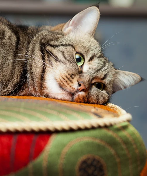 Güzel Avrupa kedi kanepede rahatlatıcı — Stok fotoğraf