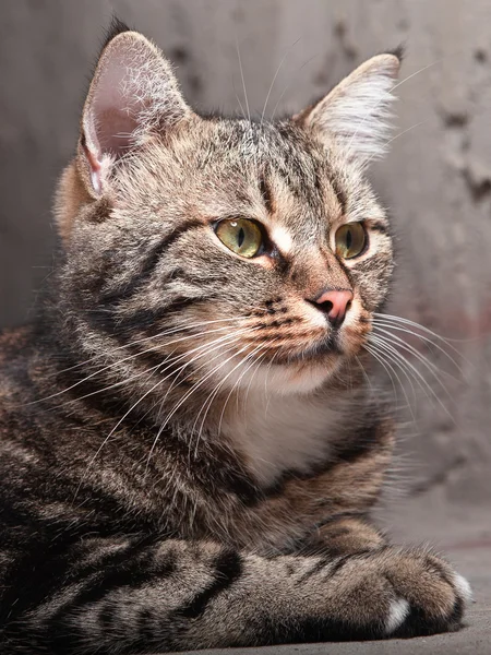 Bellissimo gatto europeo davanti su uno sfondo grigio — Foto Stock