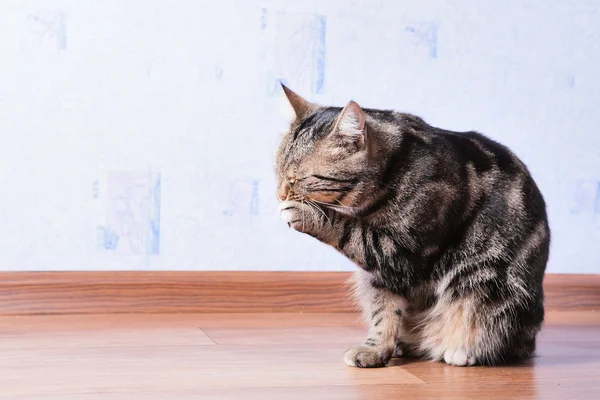 Beautiful cat cleaning itself — Stock Photo, Image