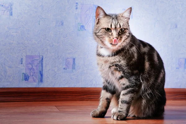 Chat lèche ses lèvres — Photo